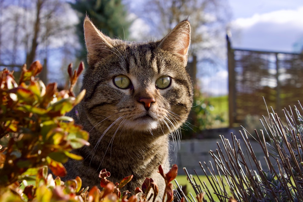 a close up of a cat near a bush