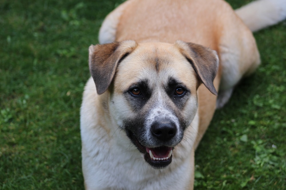 a large brown dog laying on top of a lush green field