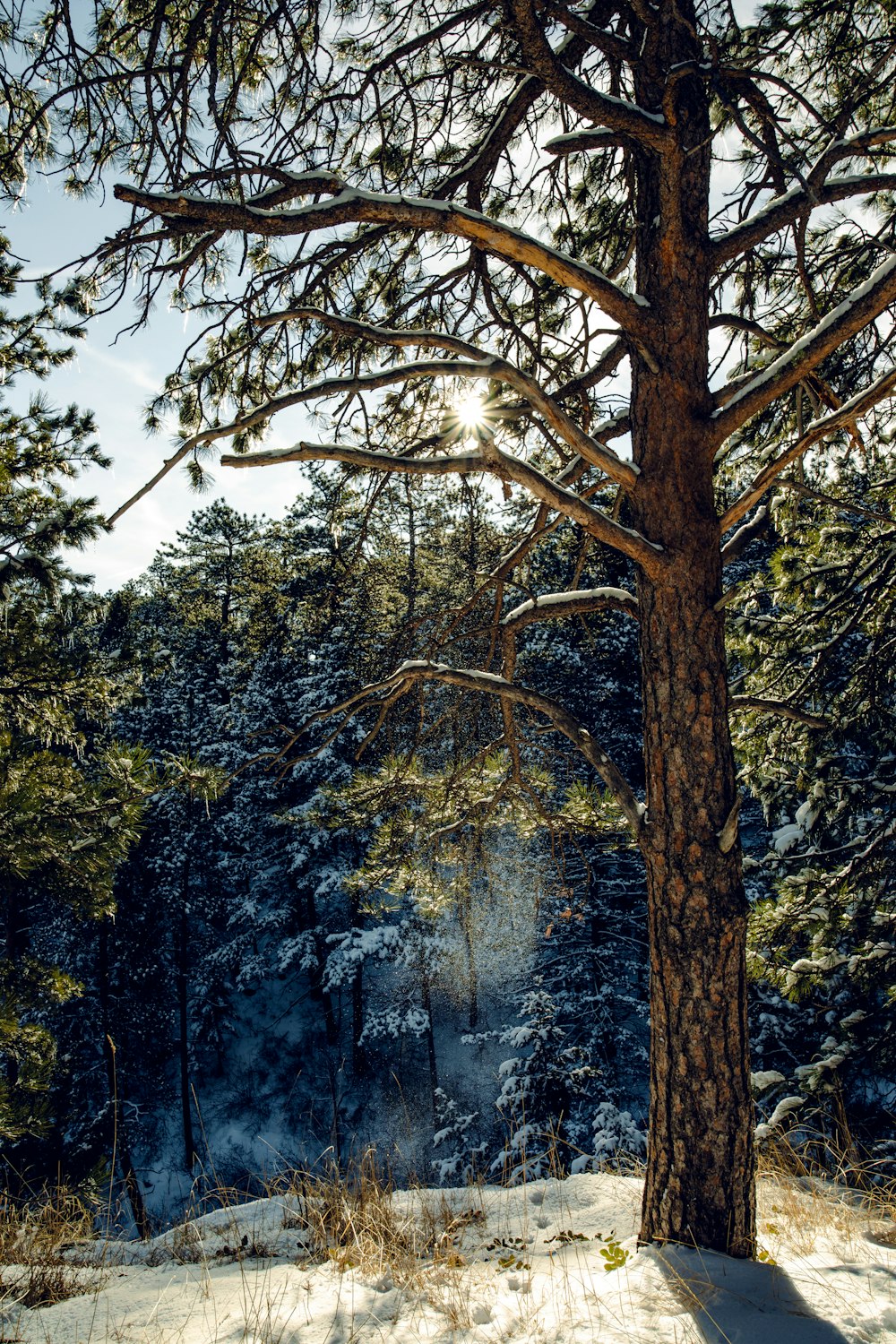 the sun shines through the trees in the snow