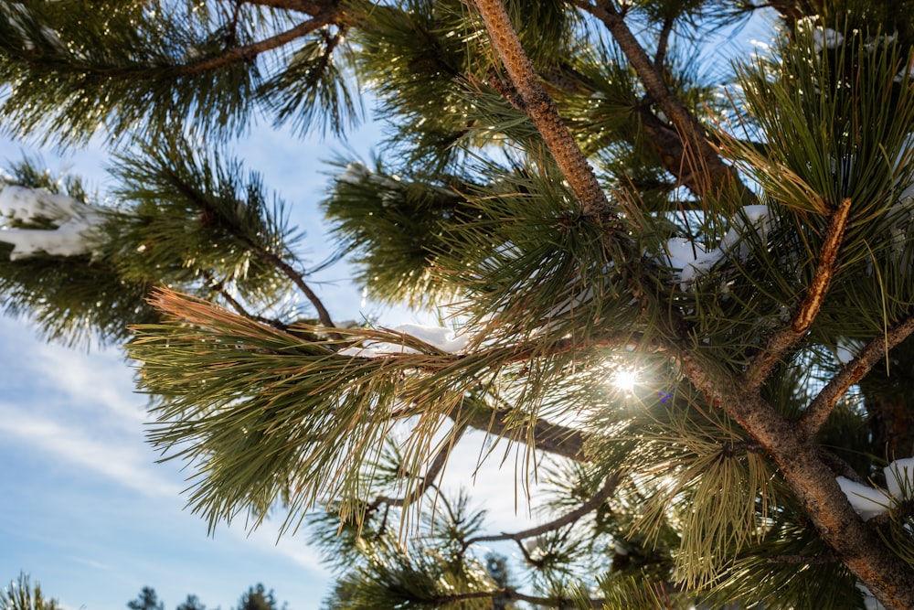 the sun shines through the branches of a pine tree