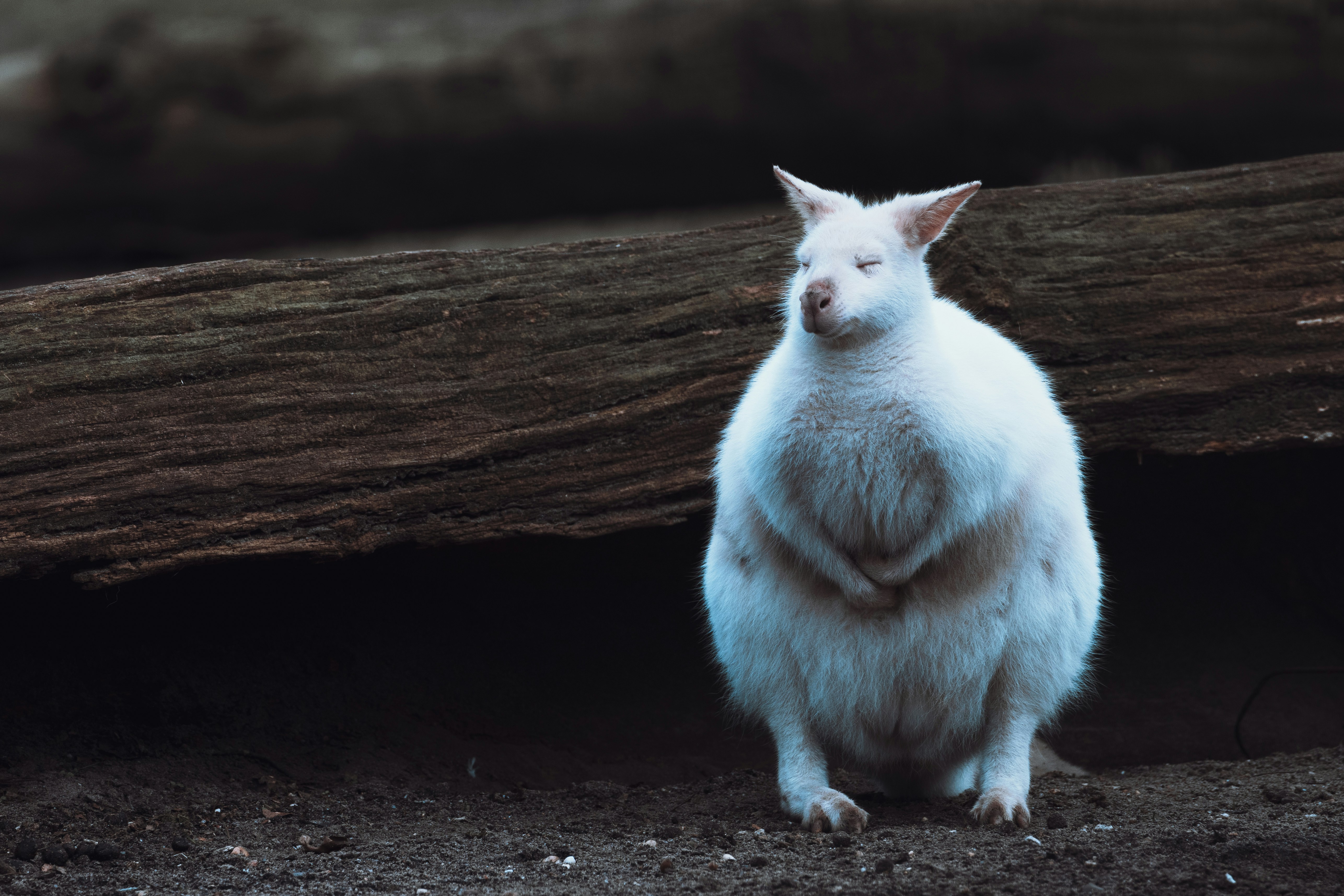 a large white animal standing on its hind legs