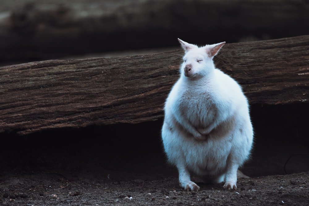 a large white animal standing on its hind legs