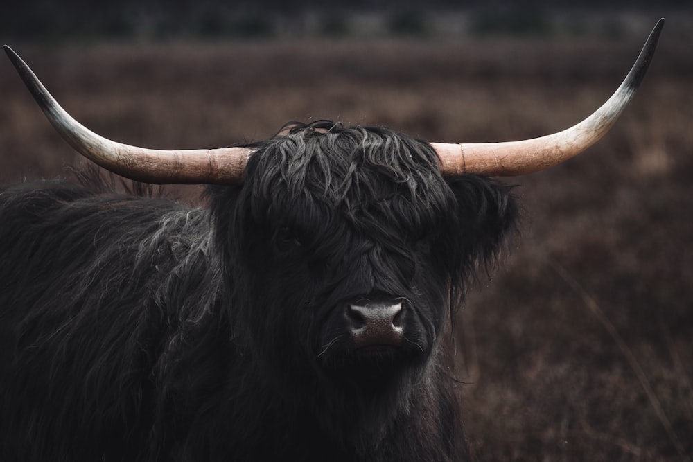 a black bull with long horns standing in a field