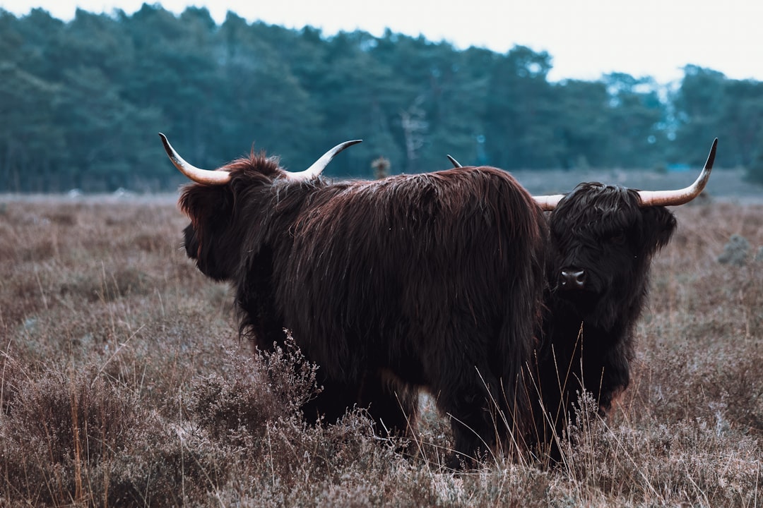 Afbeelding van Bussum