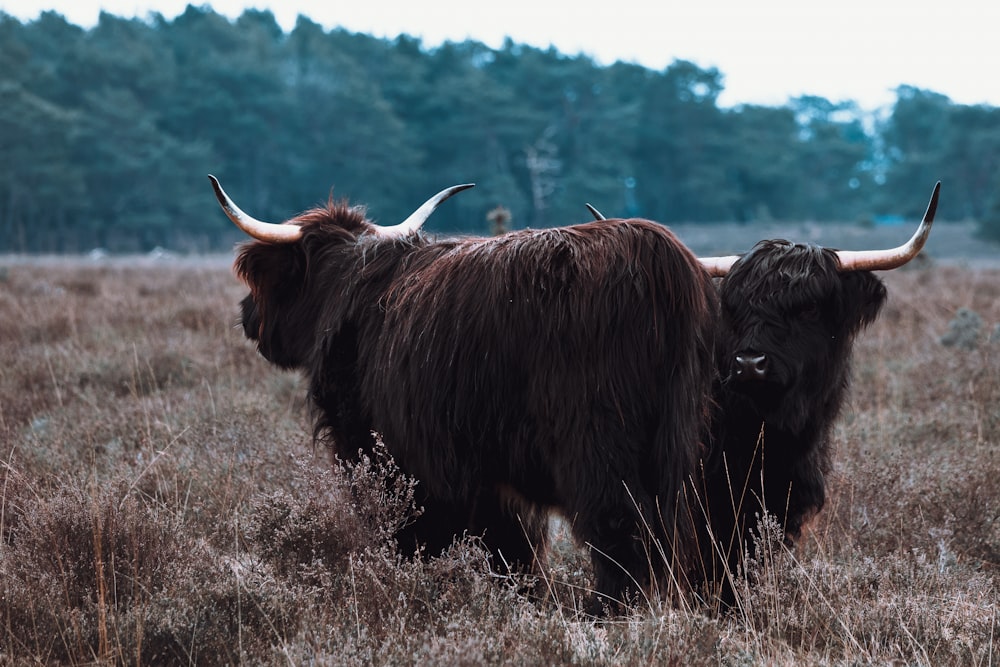 a couple of animals that are standing in the grass