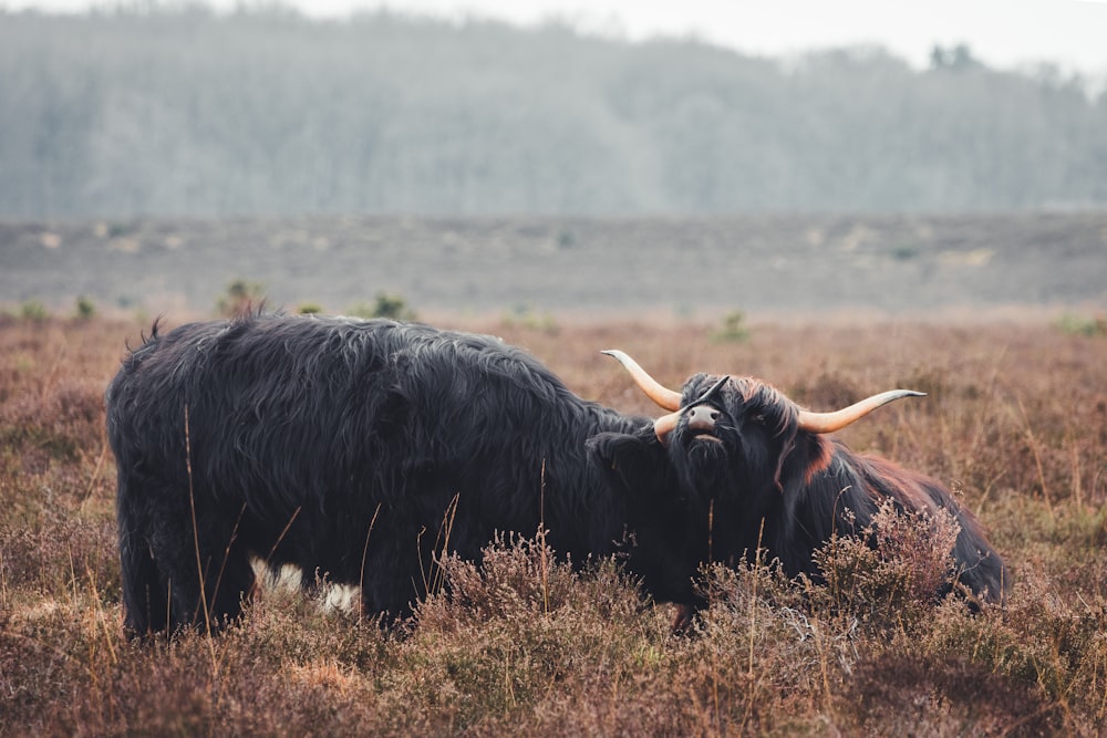 un par de vacas que están paradas en la hierba