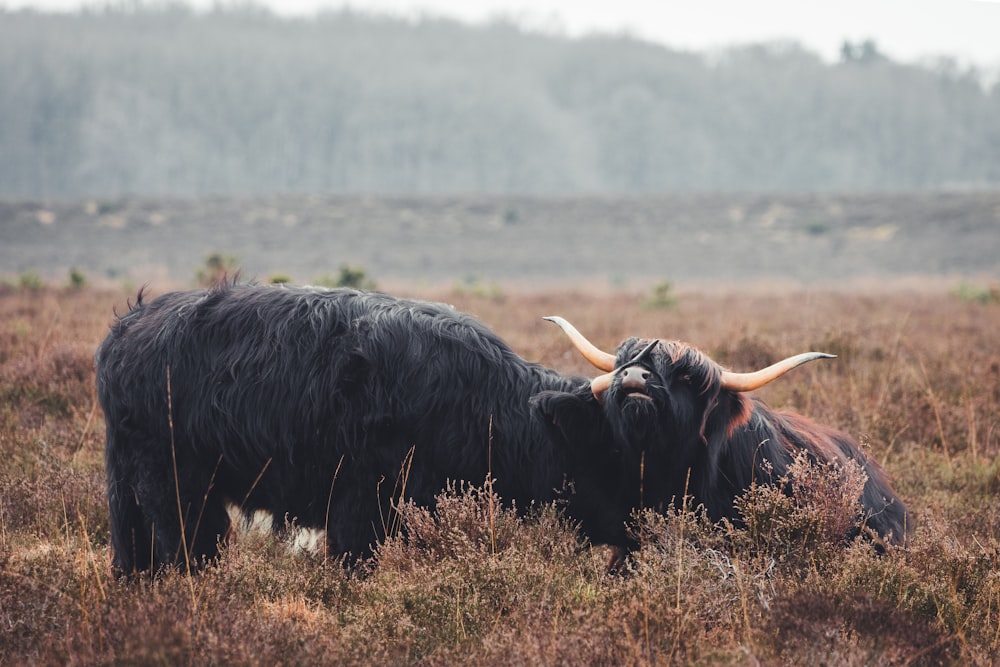 a couple of cows that are standing in the grass