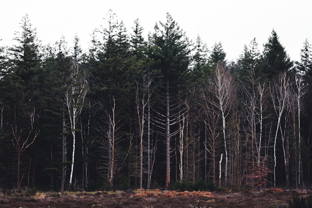 a forest filled with lots of tall trees