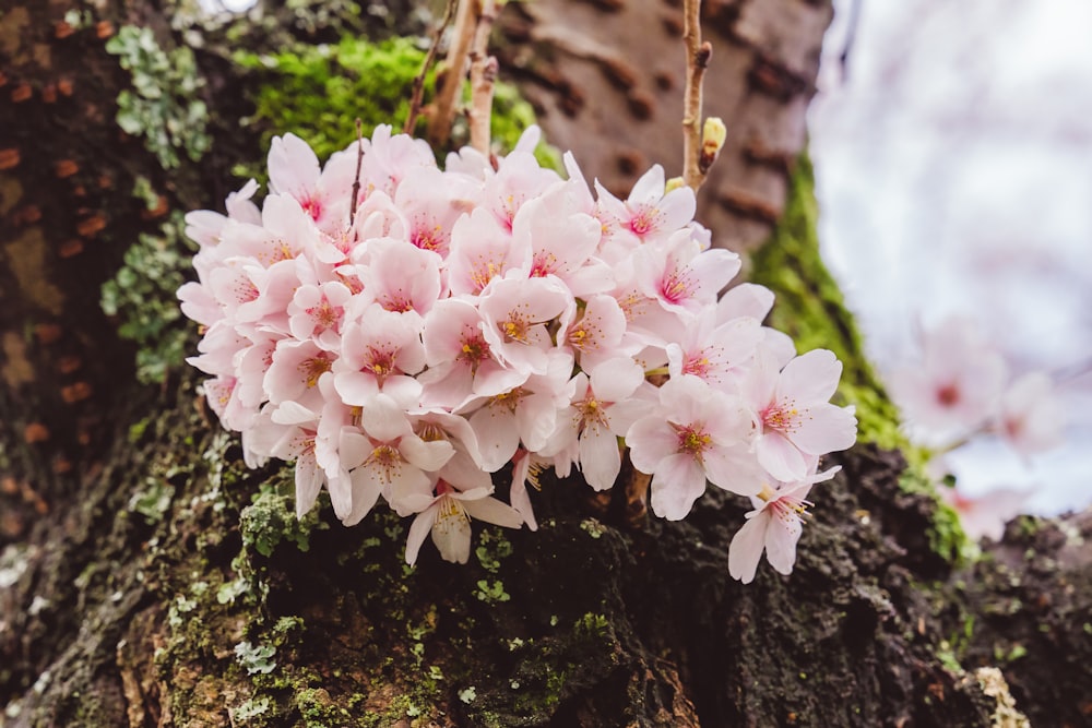 a cluster of pink flowers growing on a tree