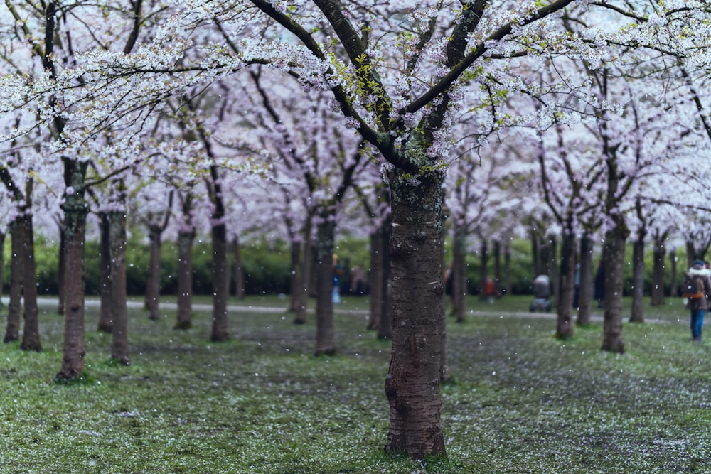 a group of people walking through a field of trees