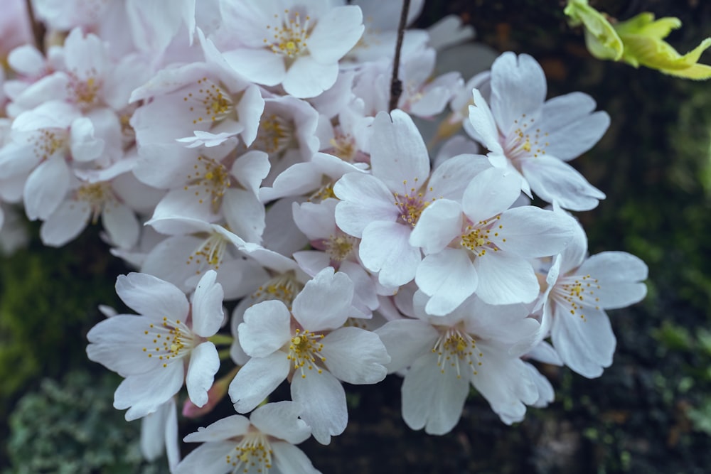 un ramo de flores blancas que están en un árbol