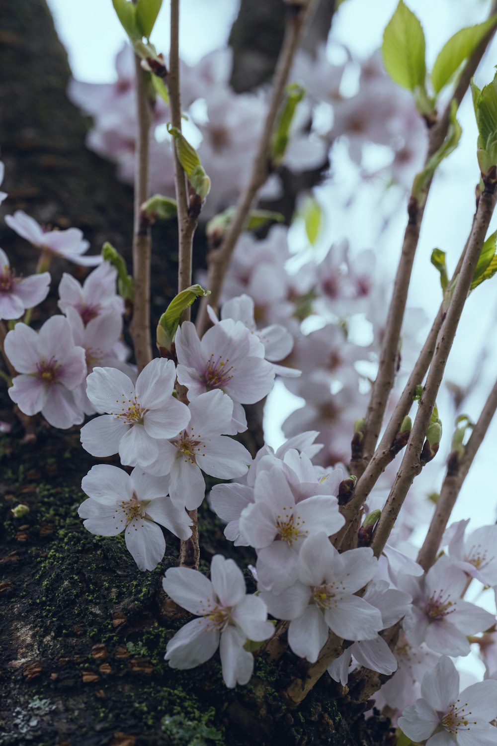 a bunch of flowers that are on a tree