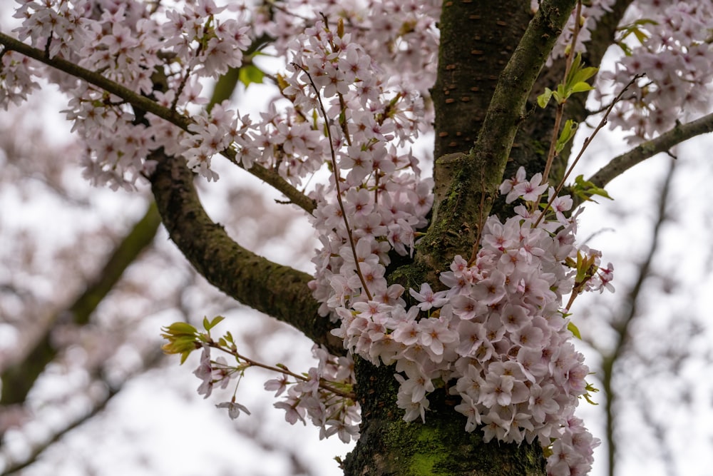 a close up of a tree with pink flowers