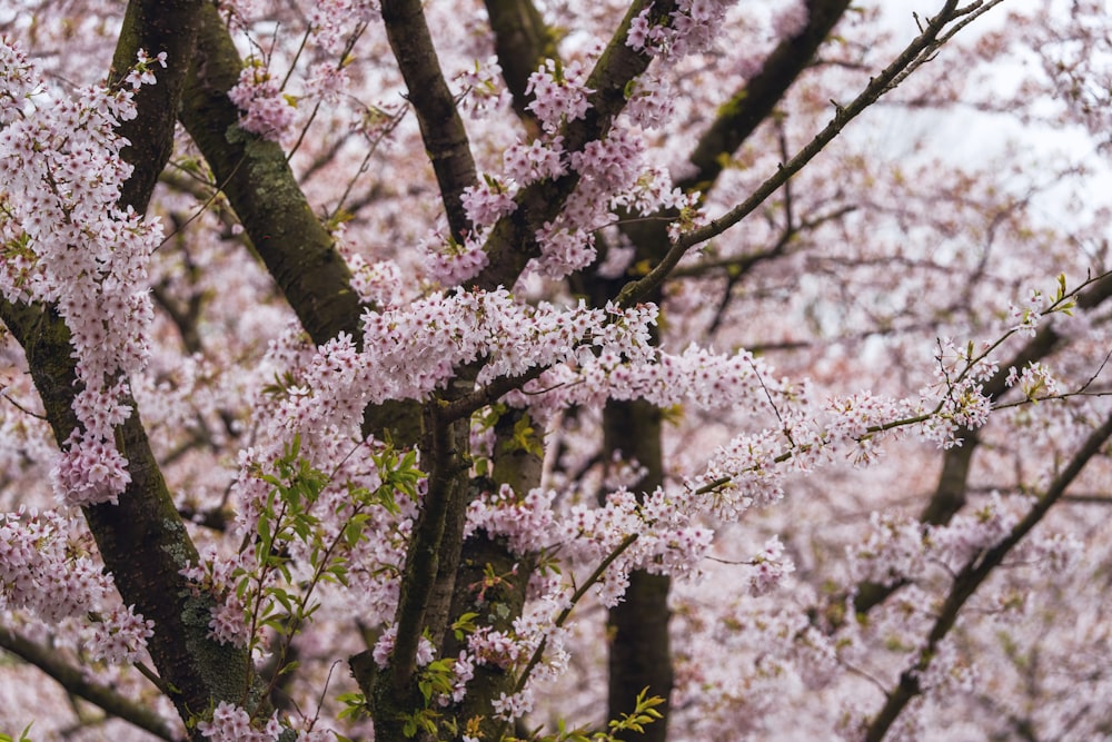 a tree filled with lots of pink flowers