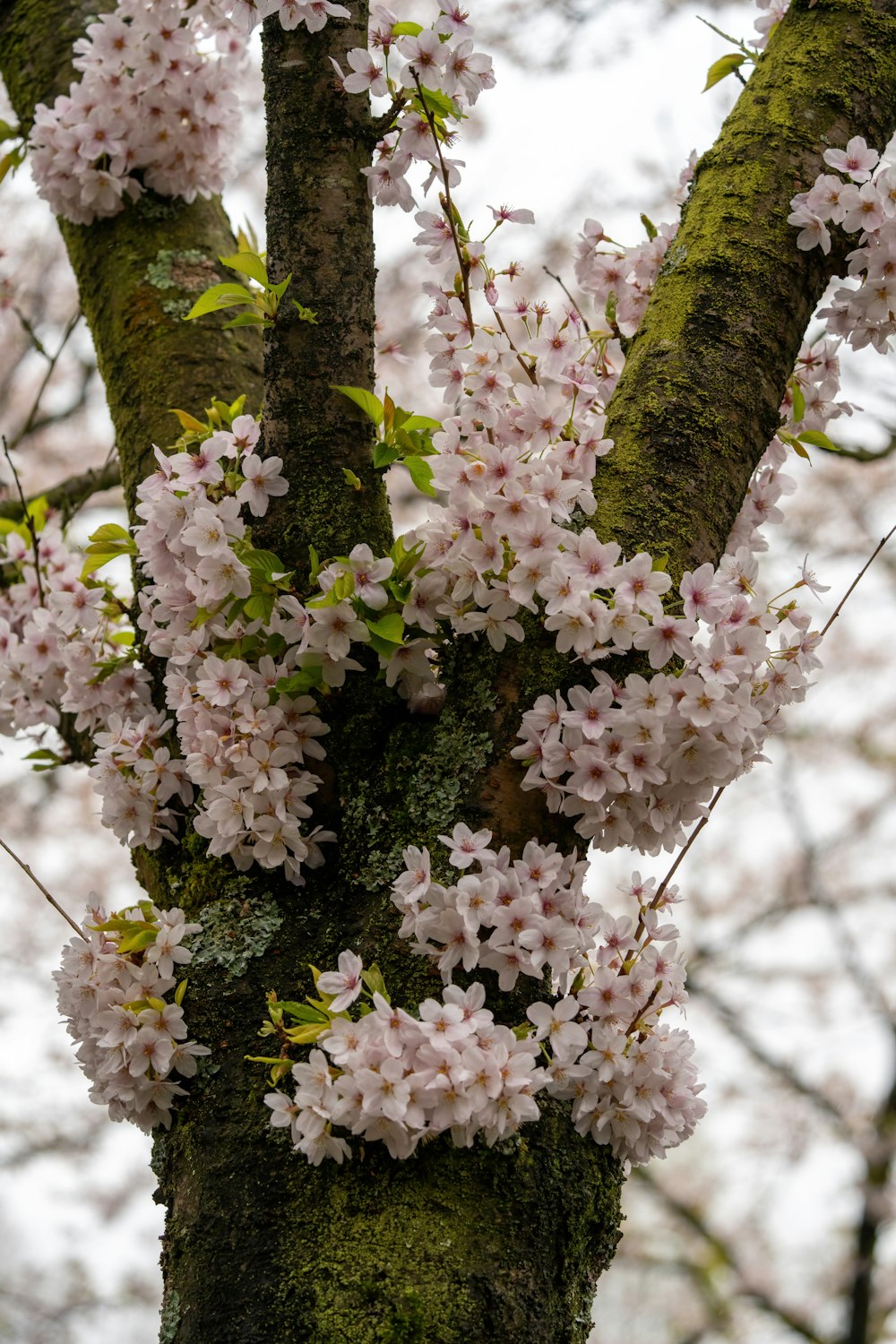 a close up of a tree with flowers on it