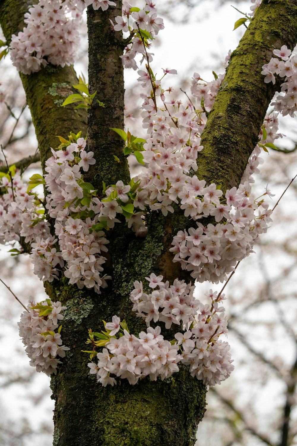 eine Nahaufnahme eines Baumes mit Blumen darauf