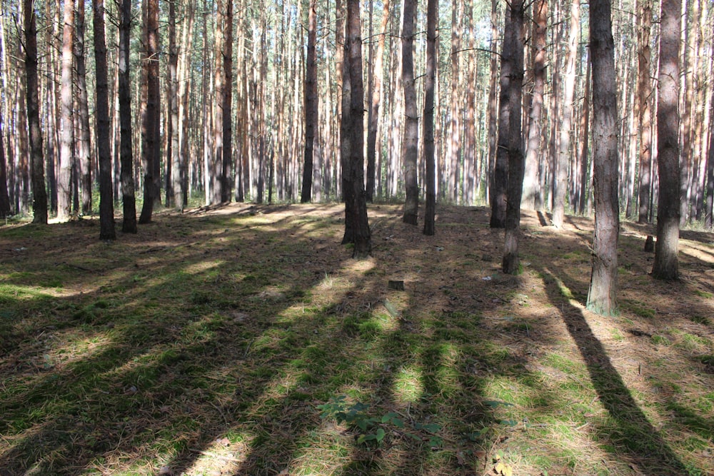 Il sole splende tra gli alberi della foresta