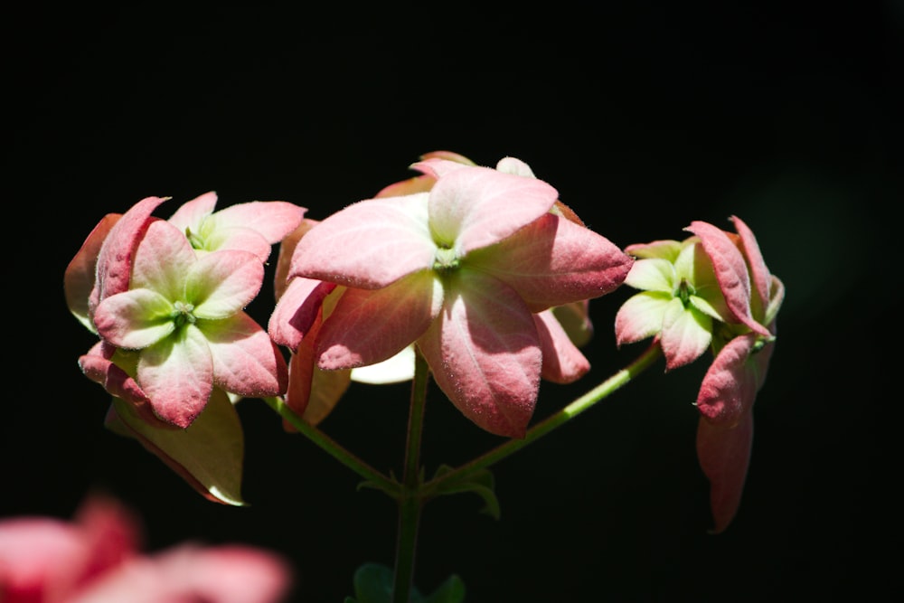 a close up of a pink flower with green leaves