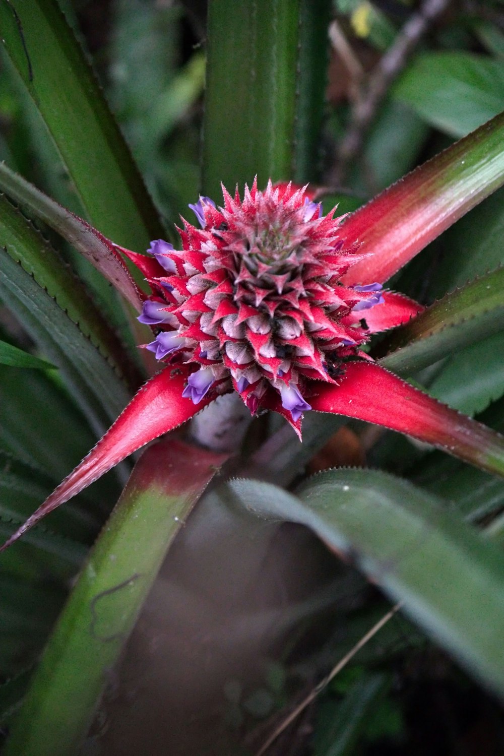 a close up of a flower on a plant