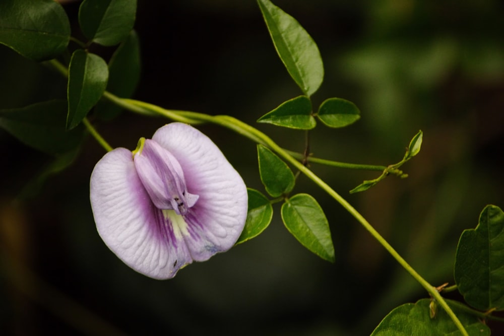 un primer plano de una flor en una planta