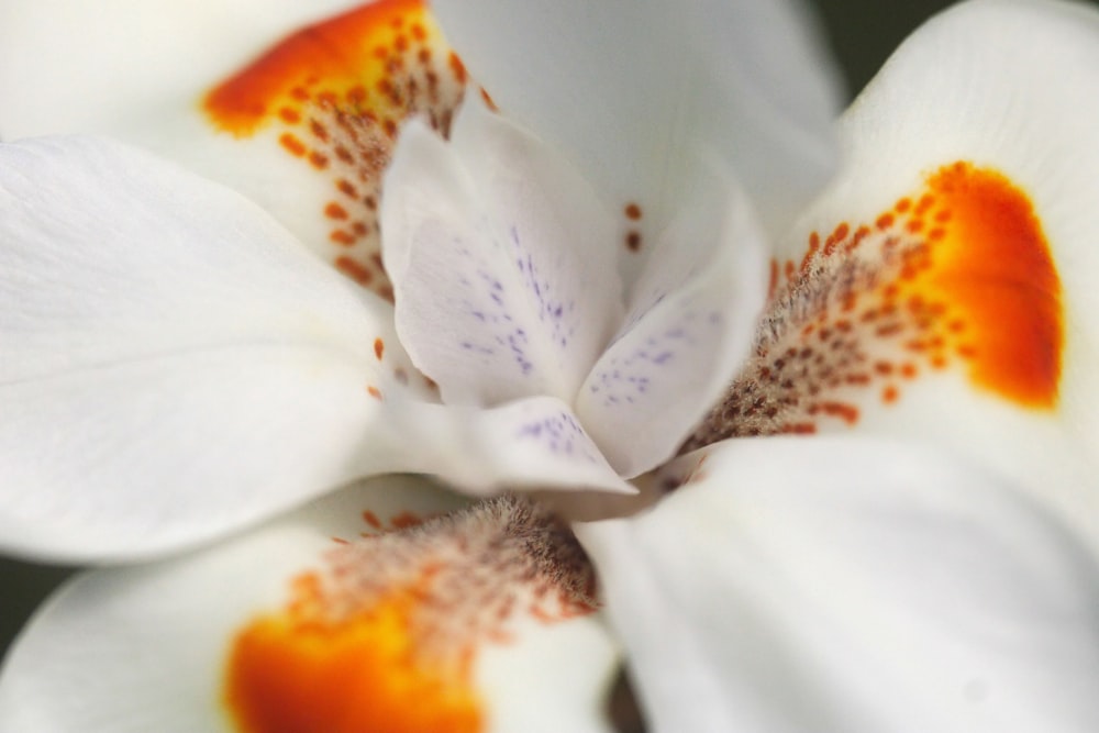 a close up of a white and orange flower