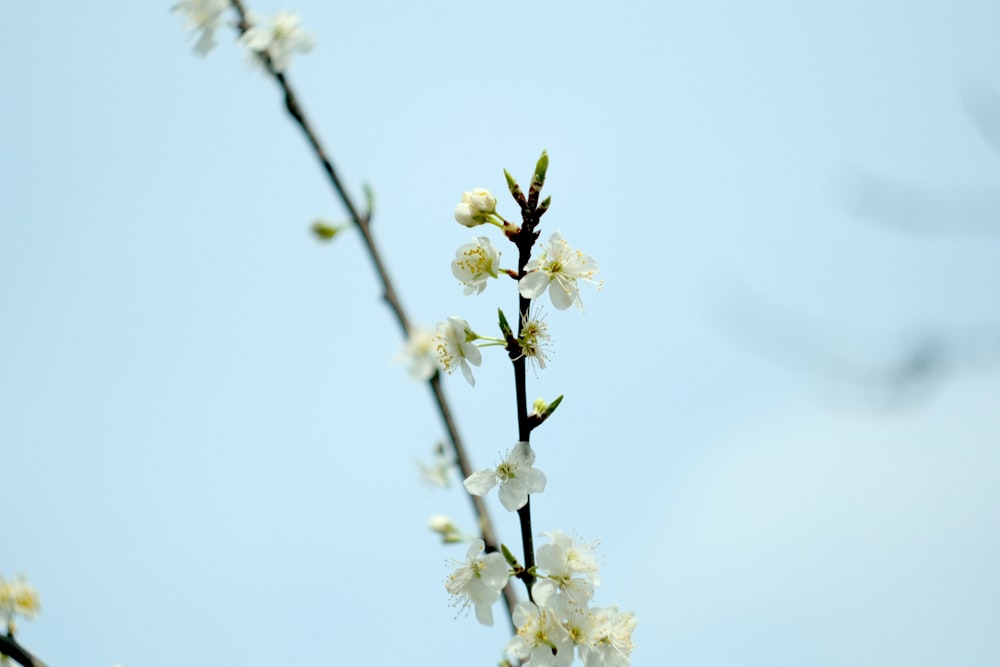 a branch with white flowers against a blue sky