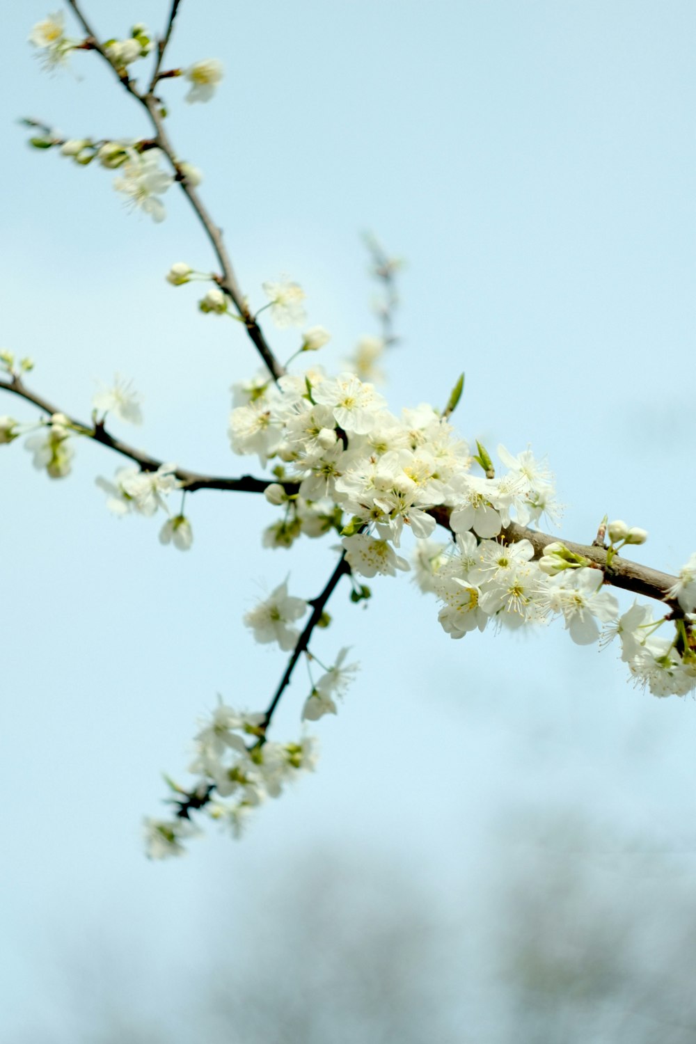 a branch with white flowers against a blue sky