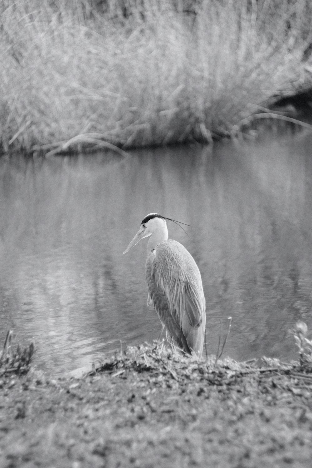 a black and white photo of a bird standing on the bank of a river