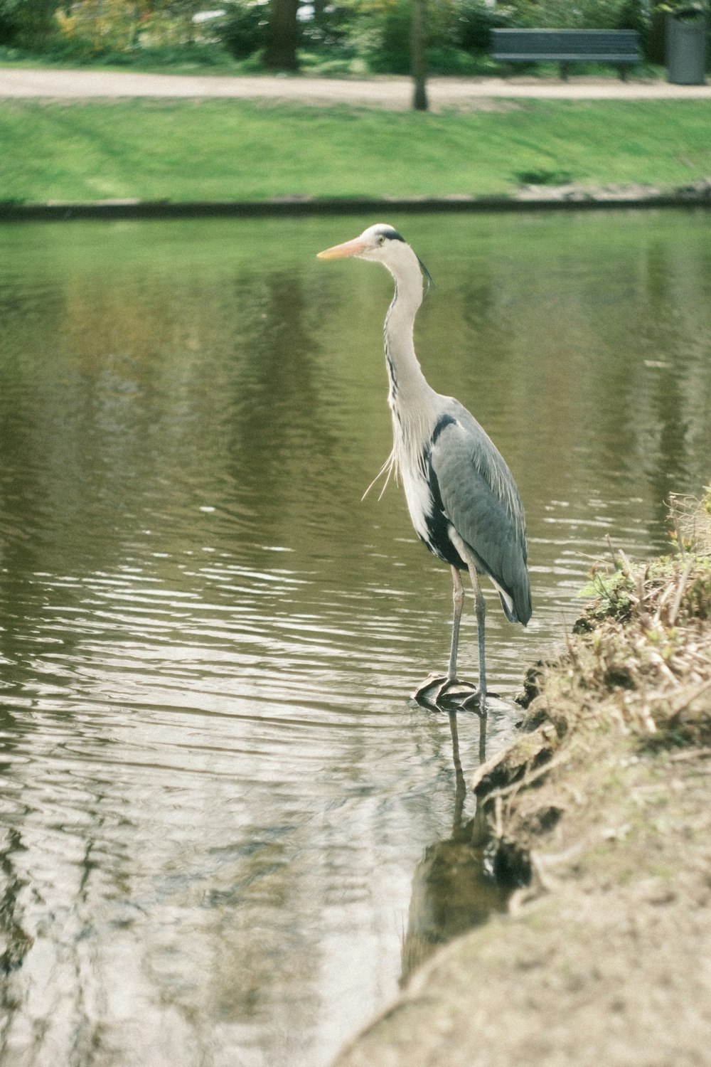 a bird is standing on the edge of a body of water