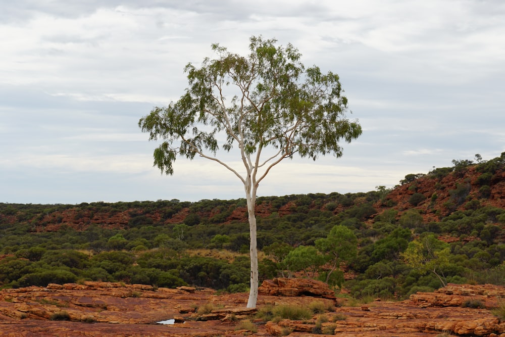 Un arbre solitaire au milieu d’un désert