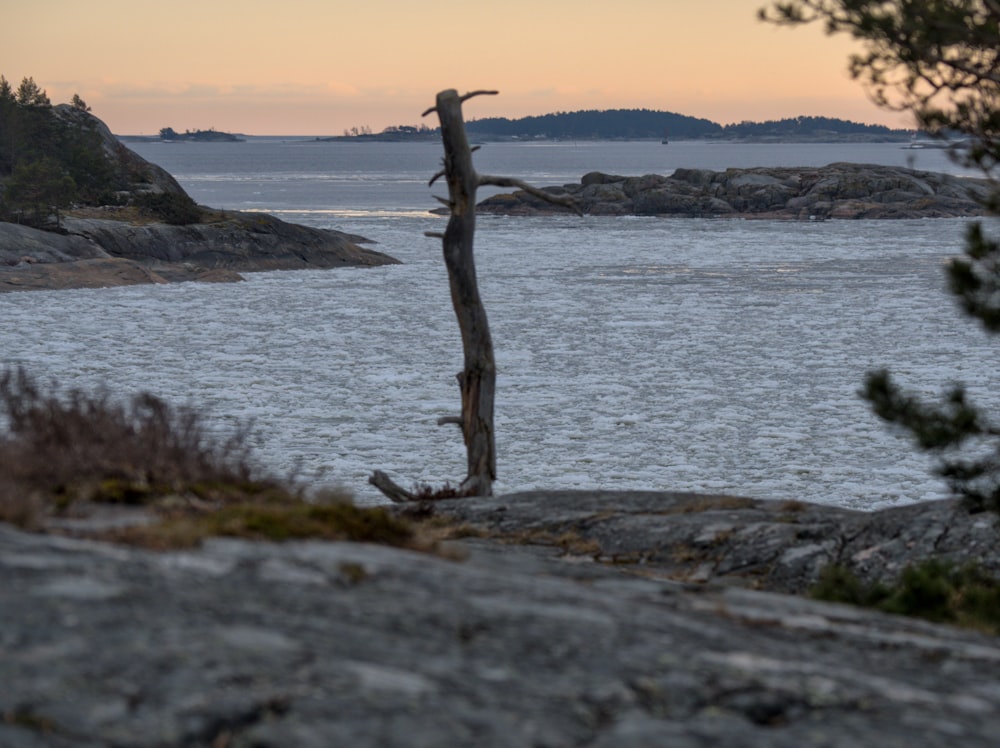 a tree that is standing in the water