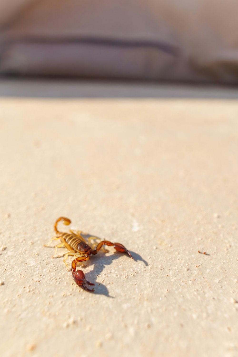 a scorpion crawling on the ground in front of a bed