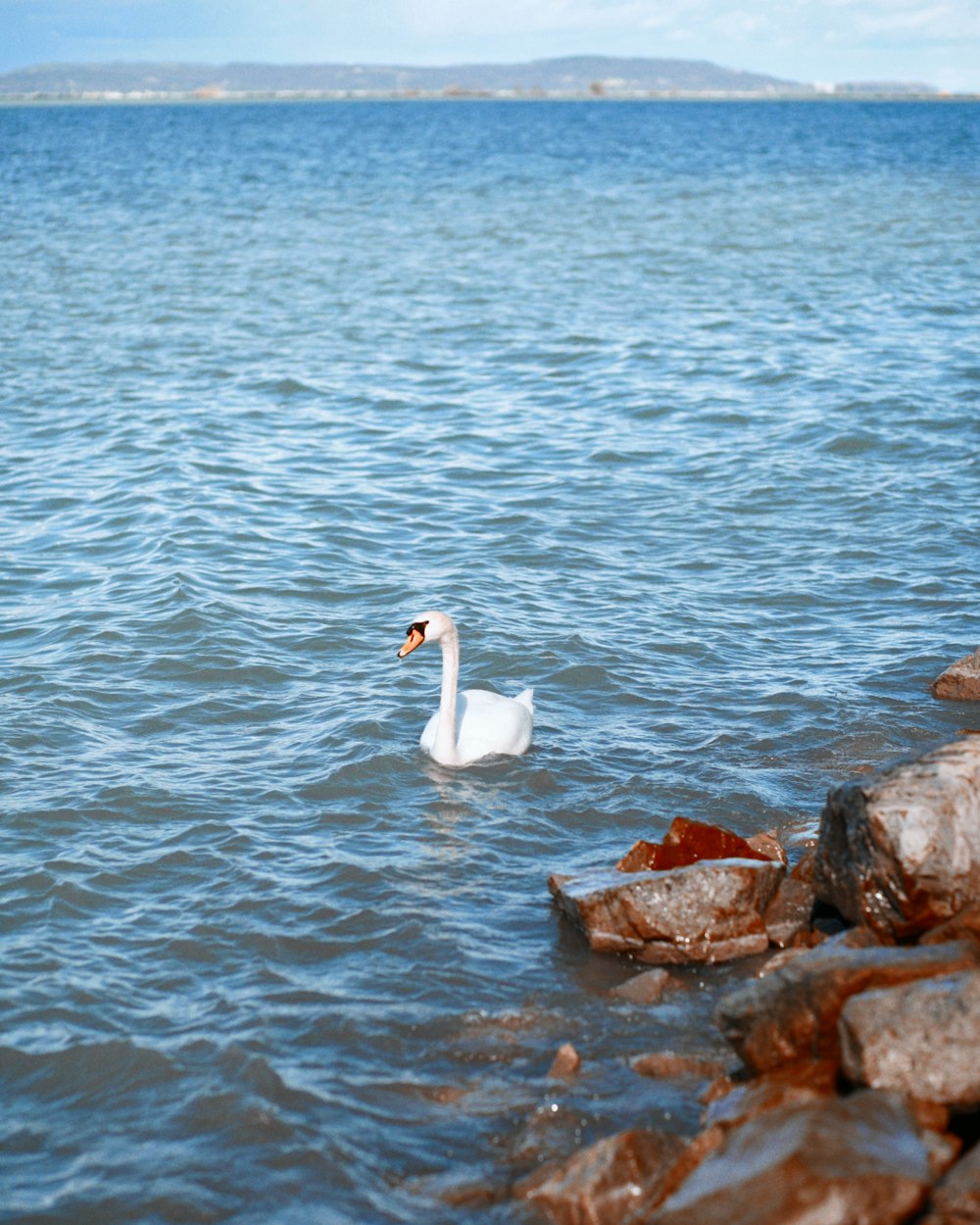 a white swan swimming on top of a body of water
