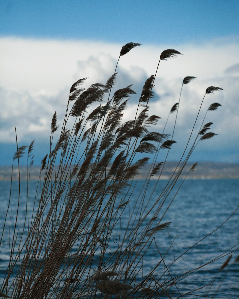 a close up of a plant with water in the background