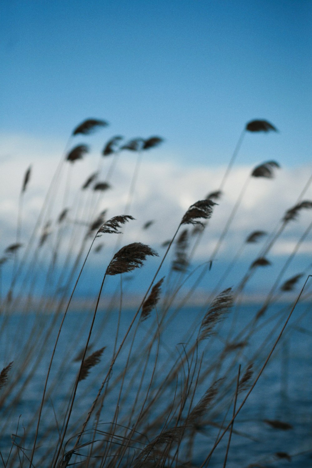 a close up of some grass near the water