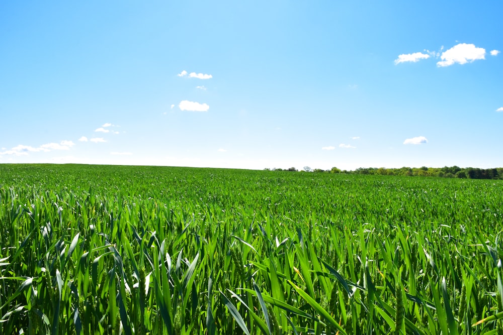 a large field of green grass under a blue sky