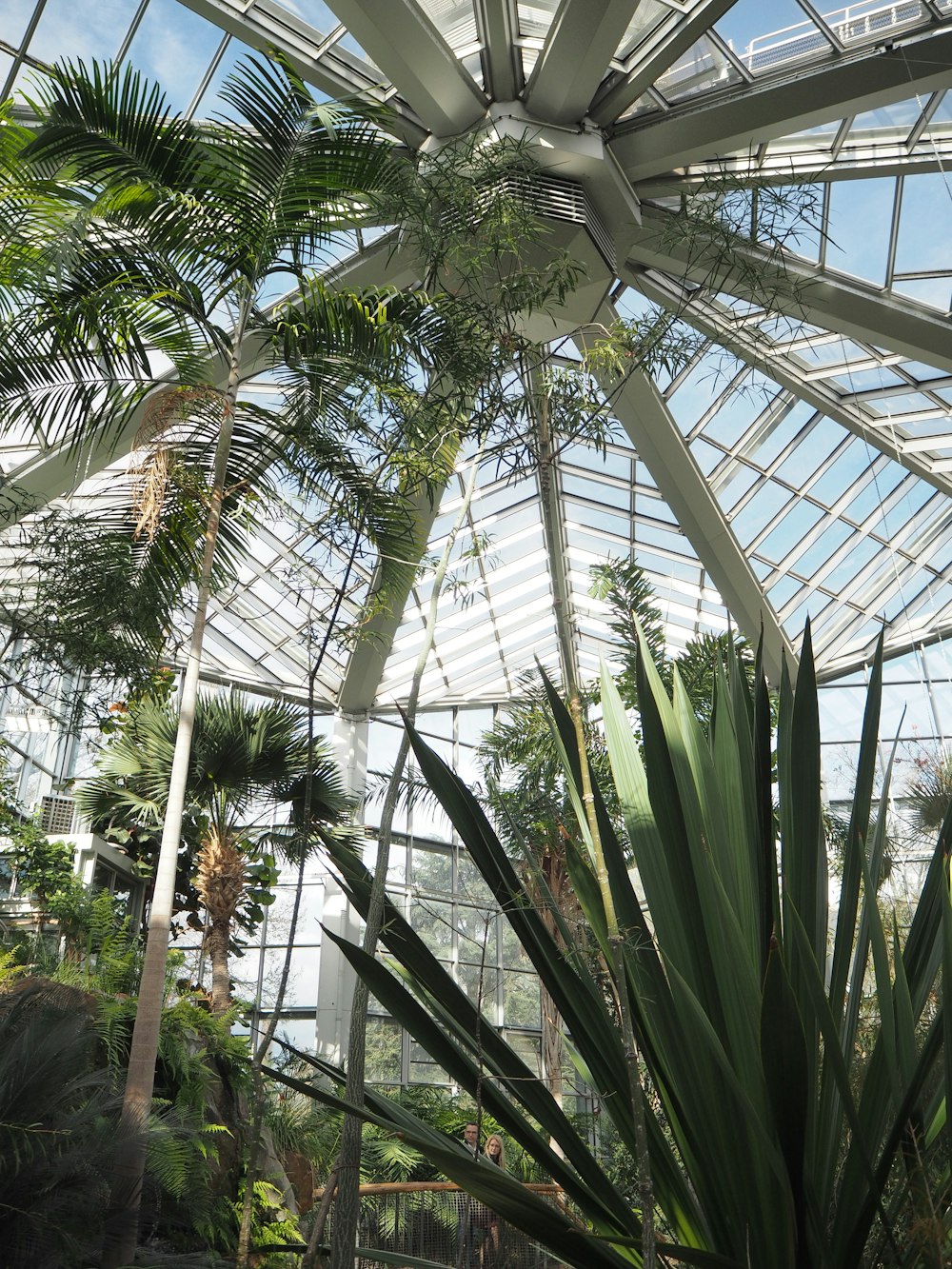 a large palm tree inside of a glass building