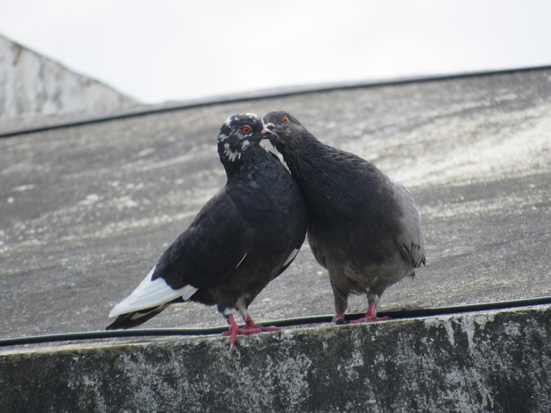 Oiseaux noir et blanc ensemble