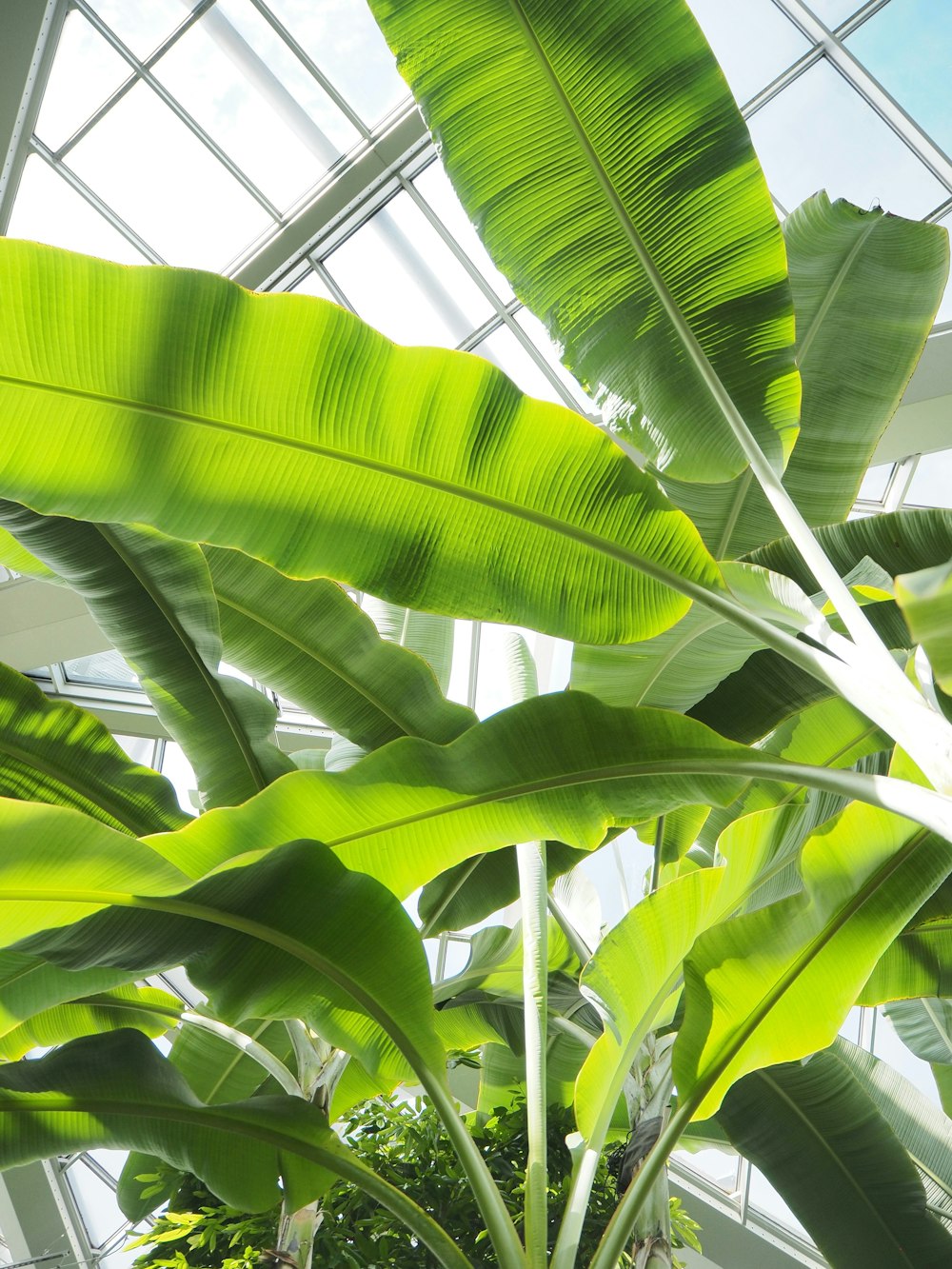 a large green plant inside of a building