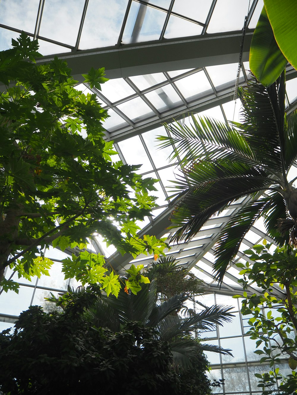 a palm tree inside of a large glass building