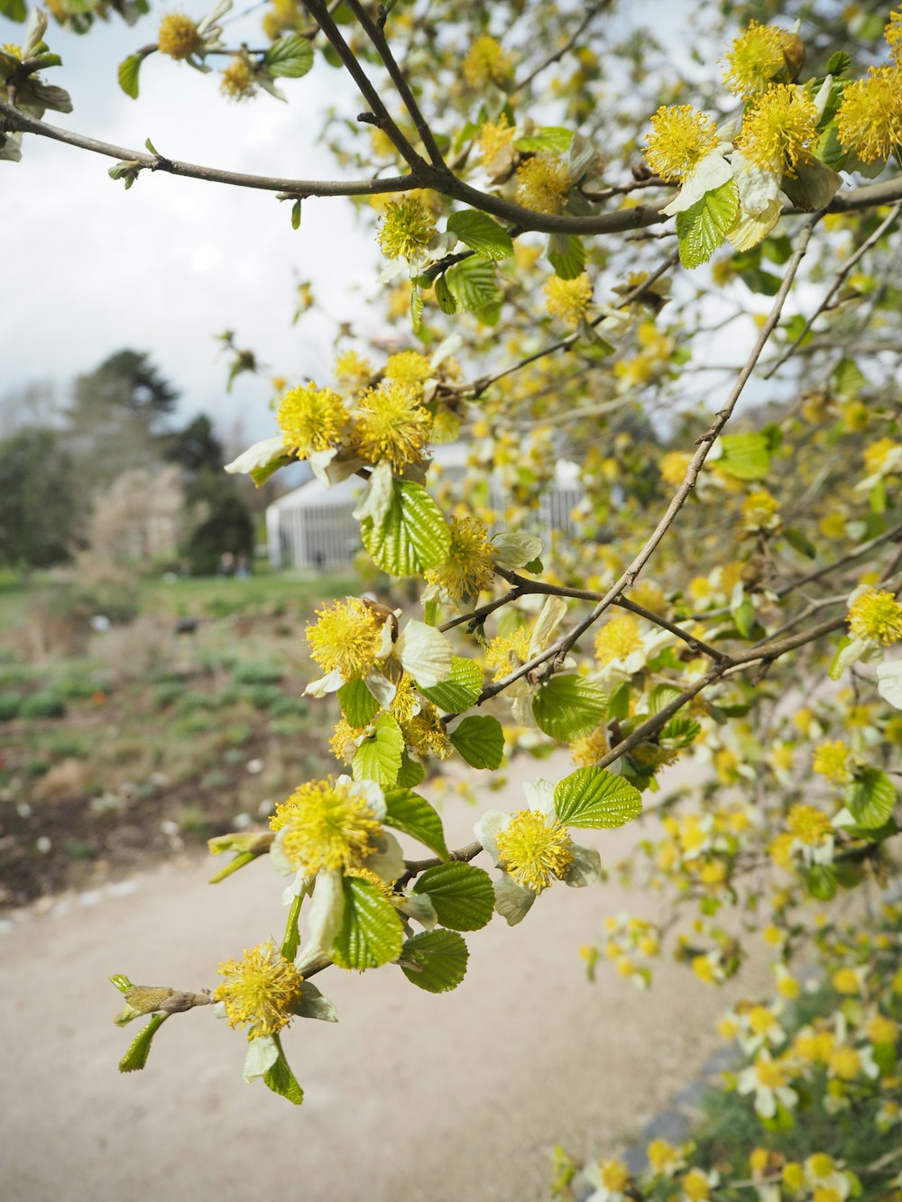 a tree branch with yellow flowers on it