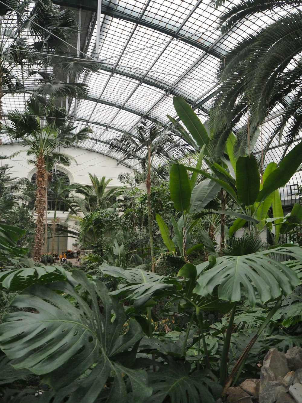 a view of a tropical garden with palm trees