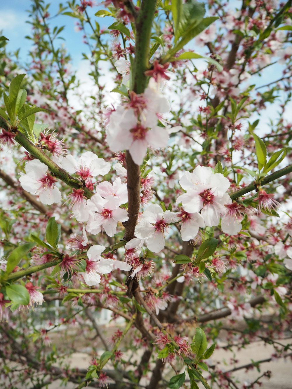 a close up of a tree with white and red flowers