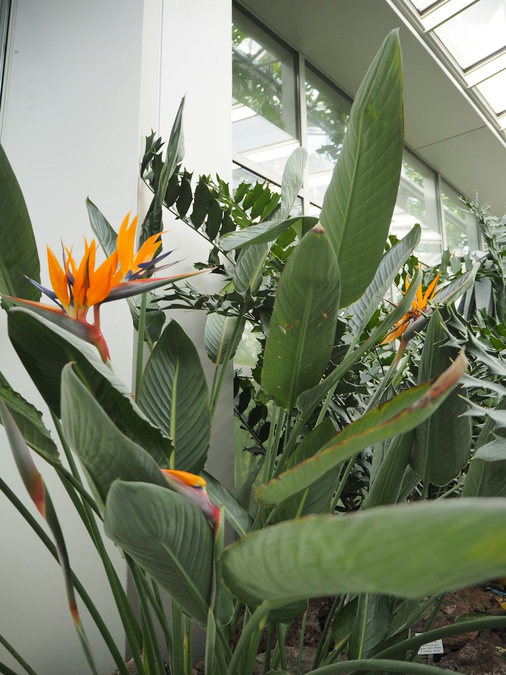 a plant with orange and yellow flowers in front of a building