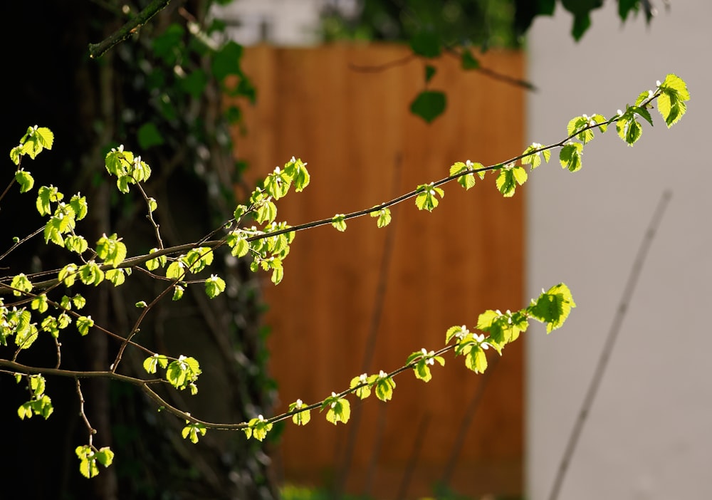 a branch with yellow flowers in front of a fence