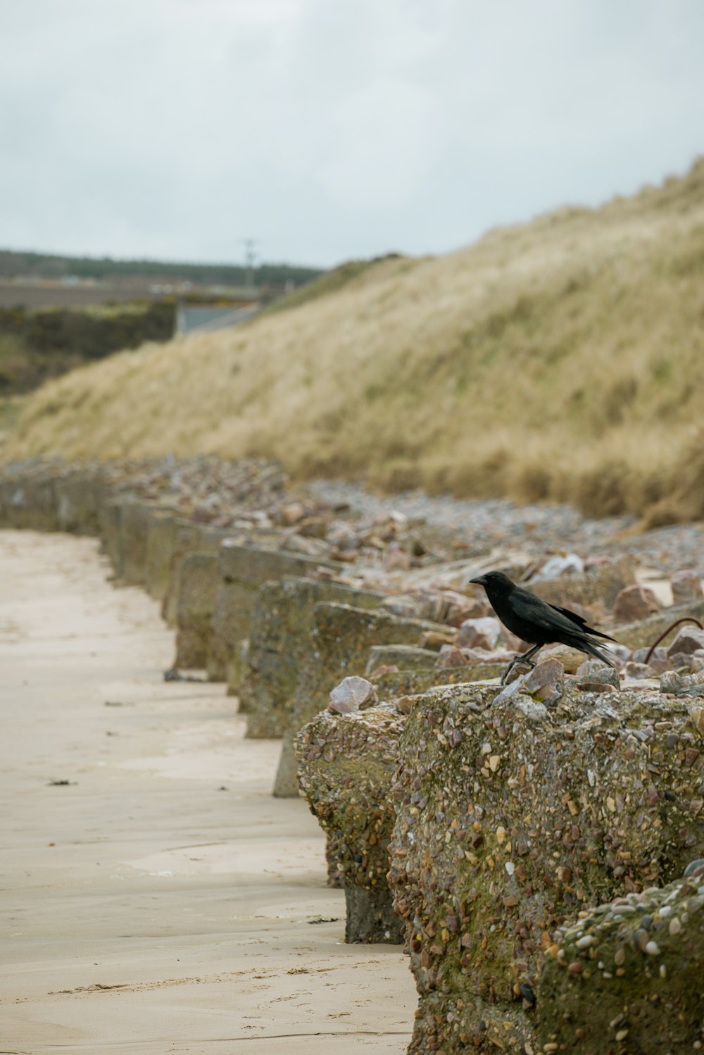 un oiseau noir assis au sommet d’une paroi rocheuse