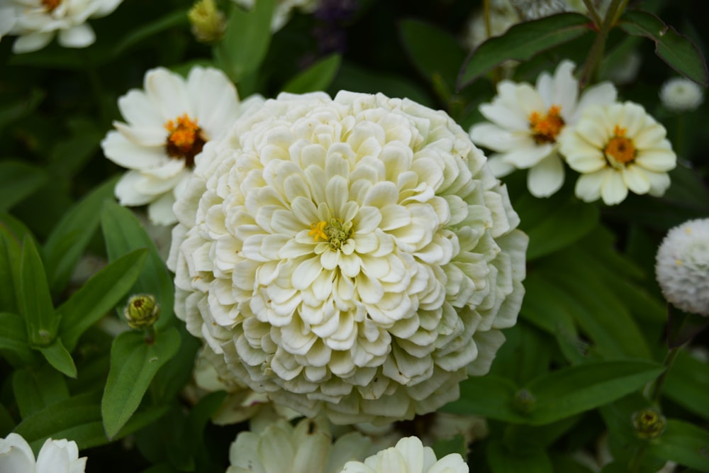 a large white flower surrounded by green leaves