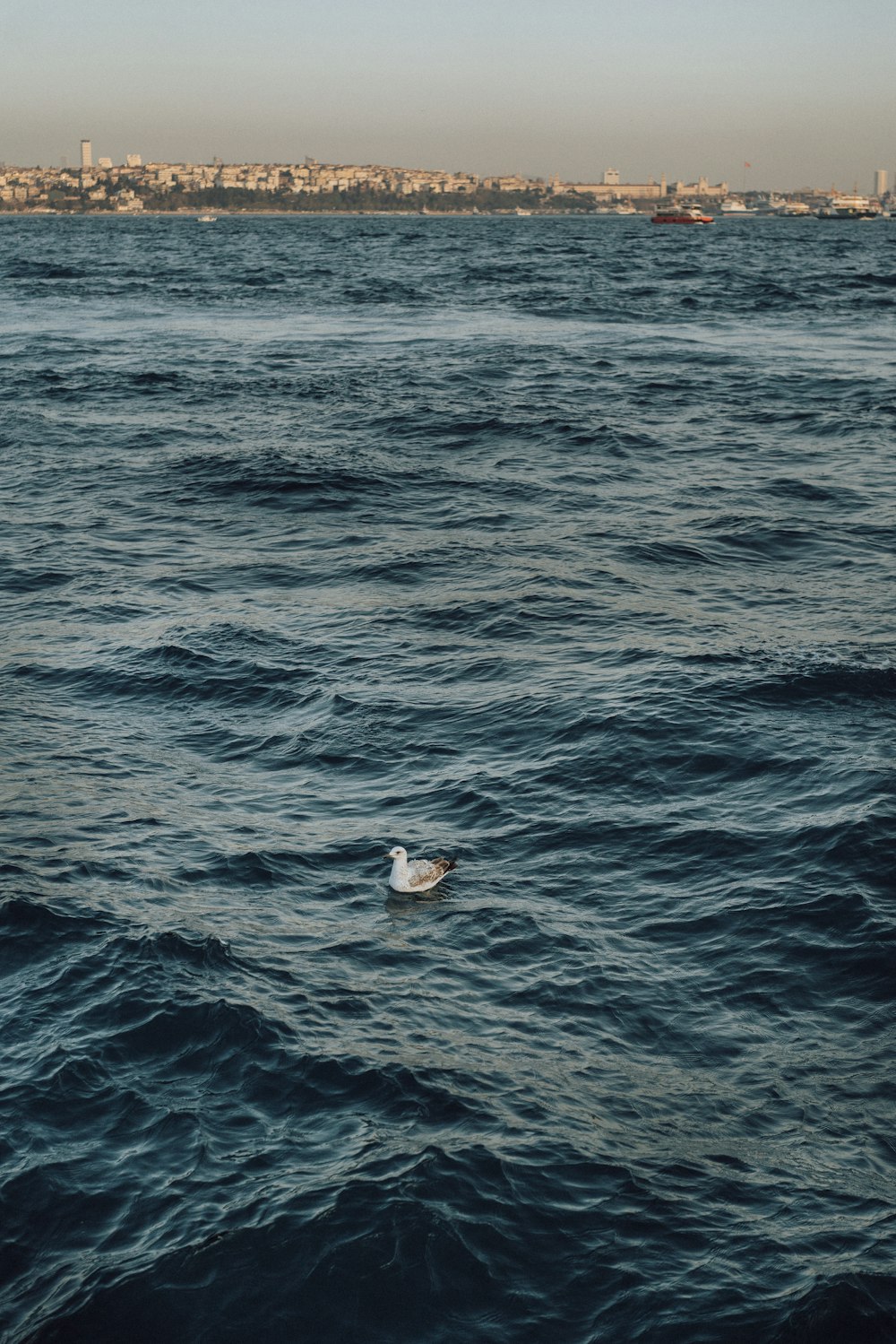 a seagull floating in the middle of a body of water