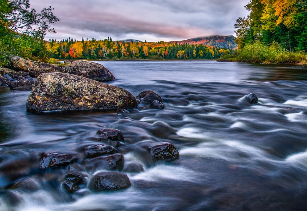 a river running through a lush green forest