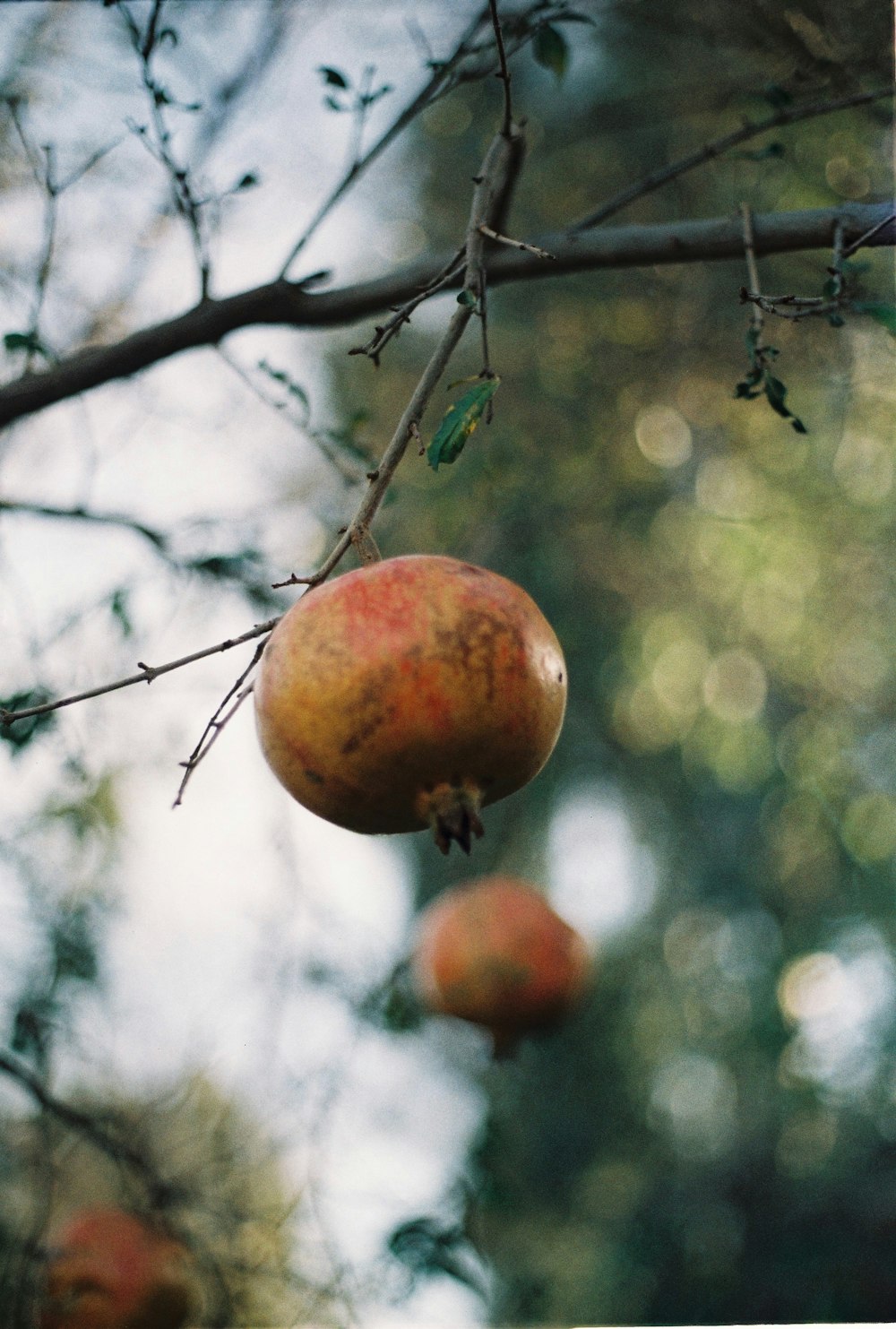 a bunch of fruit hanging from a tree